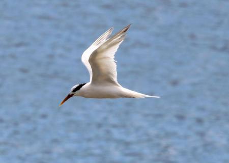 Governo abre crédito de R$ 200 milhões para combater gripe aviária